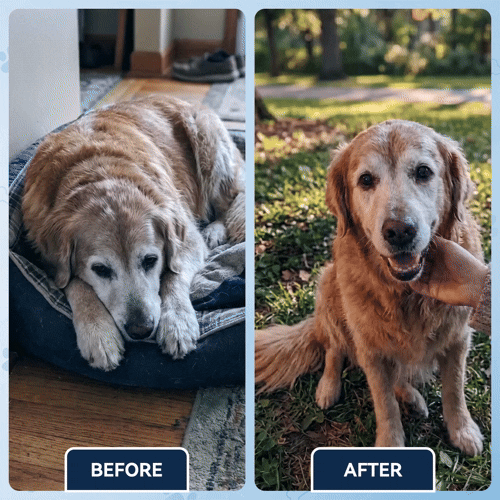 Advanced Hip & Joint Support Soft Chews-TK 2